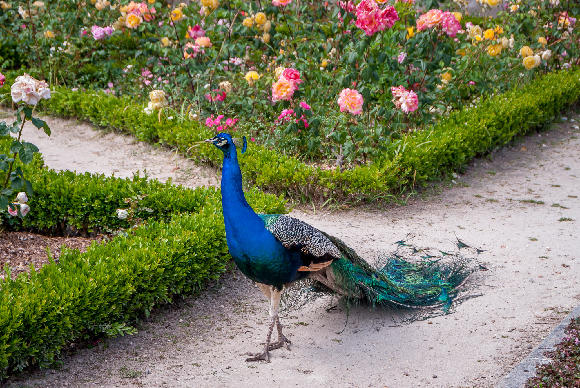 Porto peacock